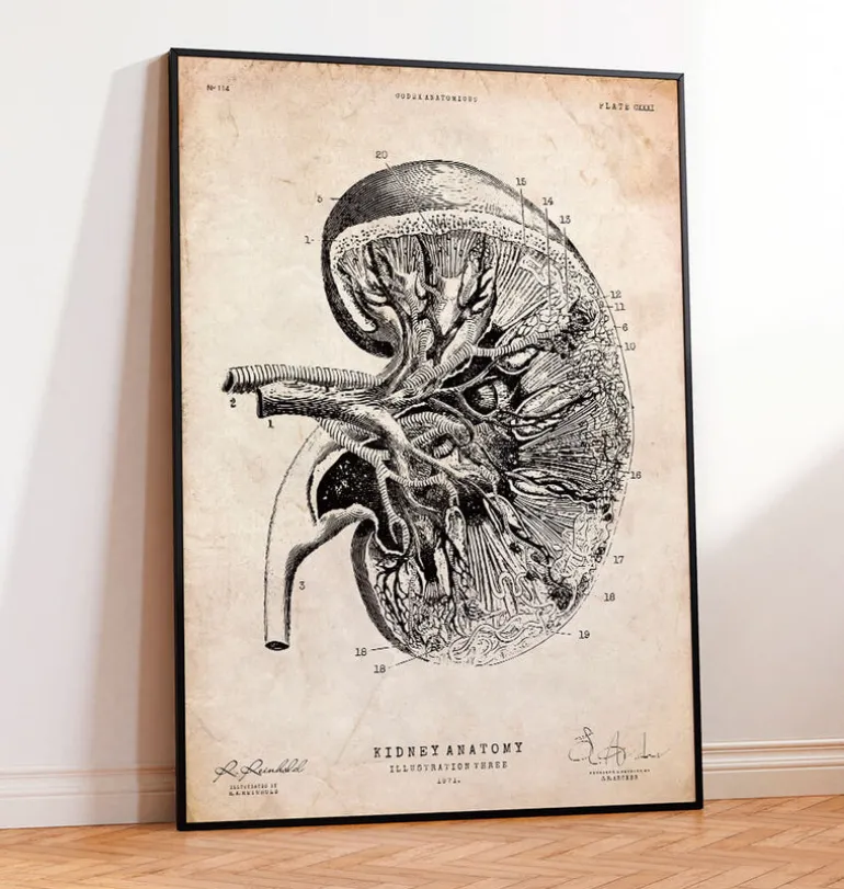 Anatomie du rein III