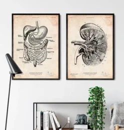 Anatomie du rein III