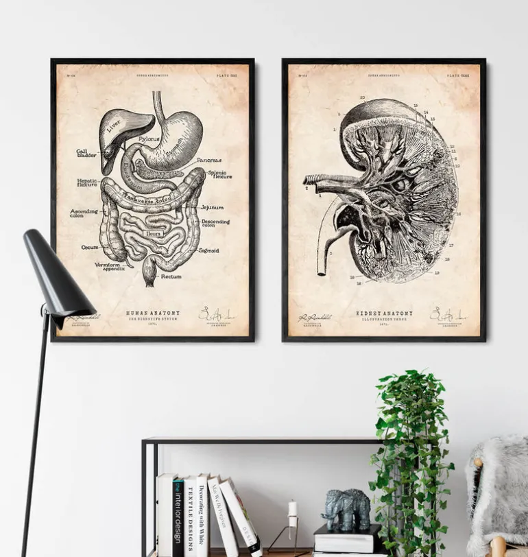 Anatomie du rein III