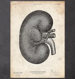Anatomie du rein IV