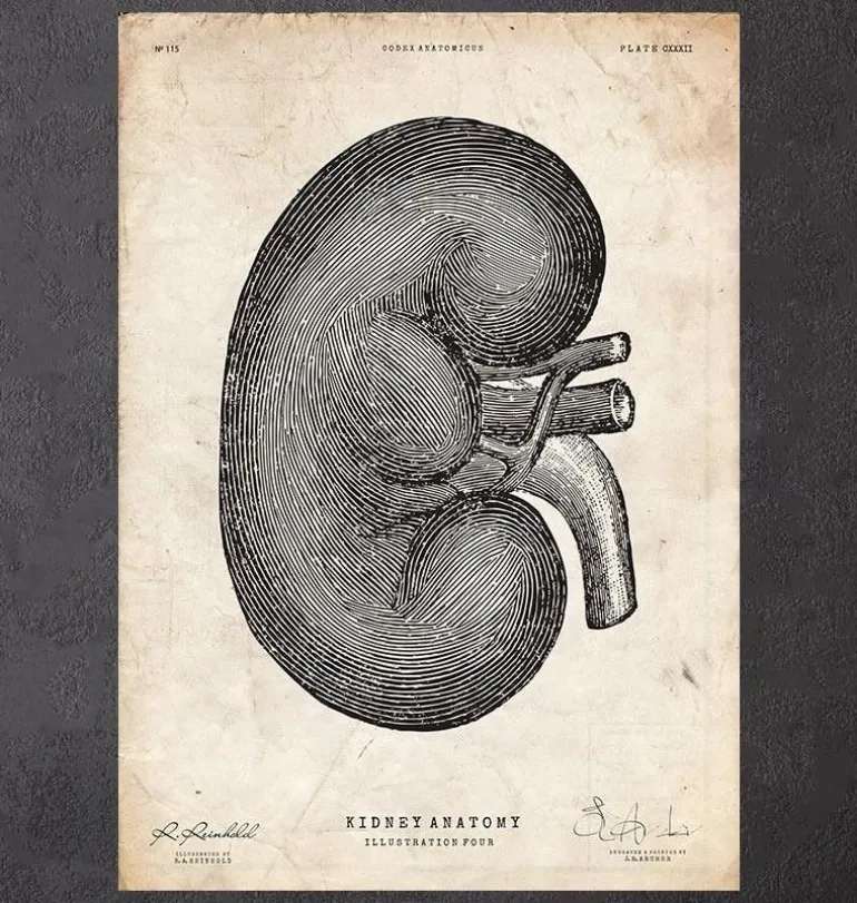 Anatomie du rein IV