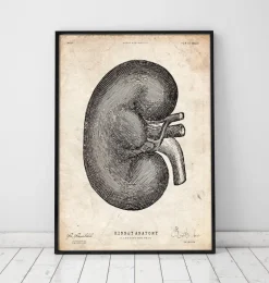 Anatomie du rein IV