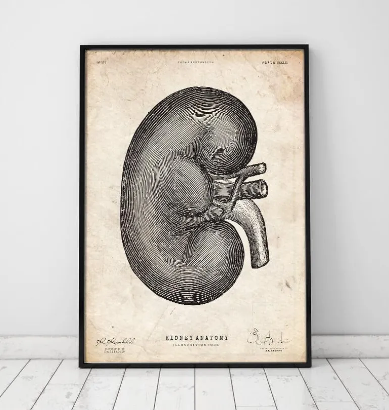 Anatomie du rein IV