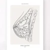 Anatomie du sein - Line Art