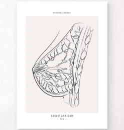 Anatomie du sein - Line Art