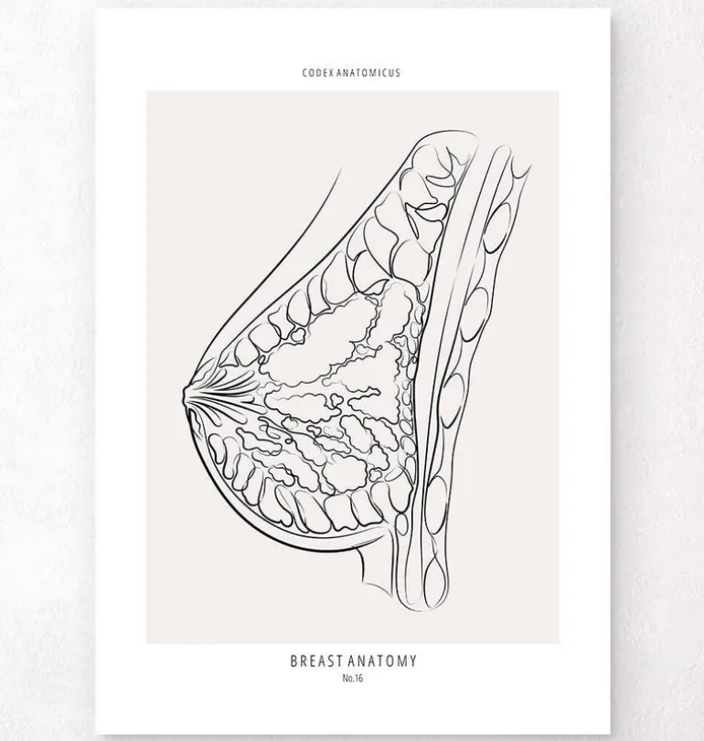 Anatomie du sein - Line Art