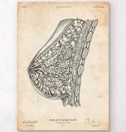 Anatomie du sein I