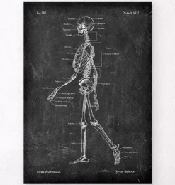Anatomie du squelette - Chalkboard