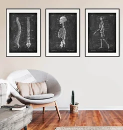 Anatomie du squelette - Chalkboard