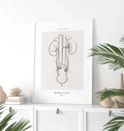 Anatomie du système urinaire - Line Art