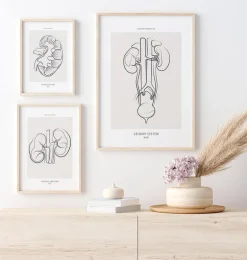 Anatomie du système urinaire - Line Art