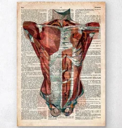 Anatomie du torse humain - Dictionnaire