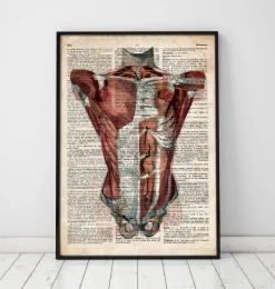Anatomie du torse humain - Dictionnaire