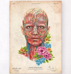Anatomie du visage - Floral - Vintage