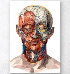 Anatomie du visage géométrique II