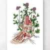Anatomie florale du pied