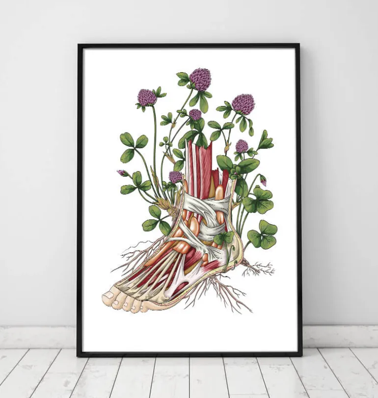 Anatomie florale du pied