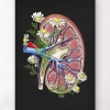 Anatomie florale du rein - Noir