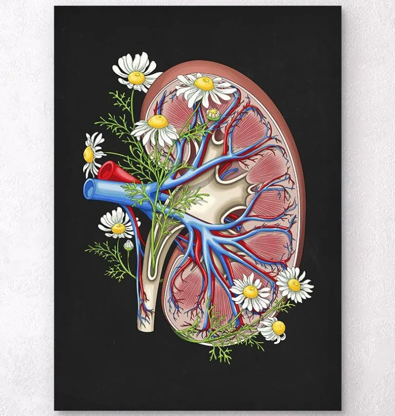 Anatomie florale du rein - Noir