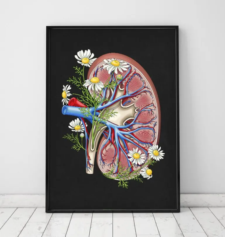 Anatomie florale du rein - Noir