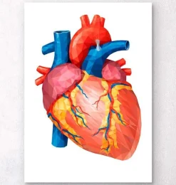 Anatomie géométrique cardiaque II