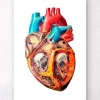 Anatomie géométrique cardiaque