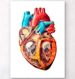 Anatomie géométrique cardiaque
