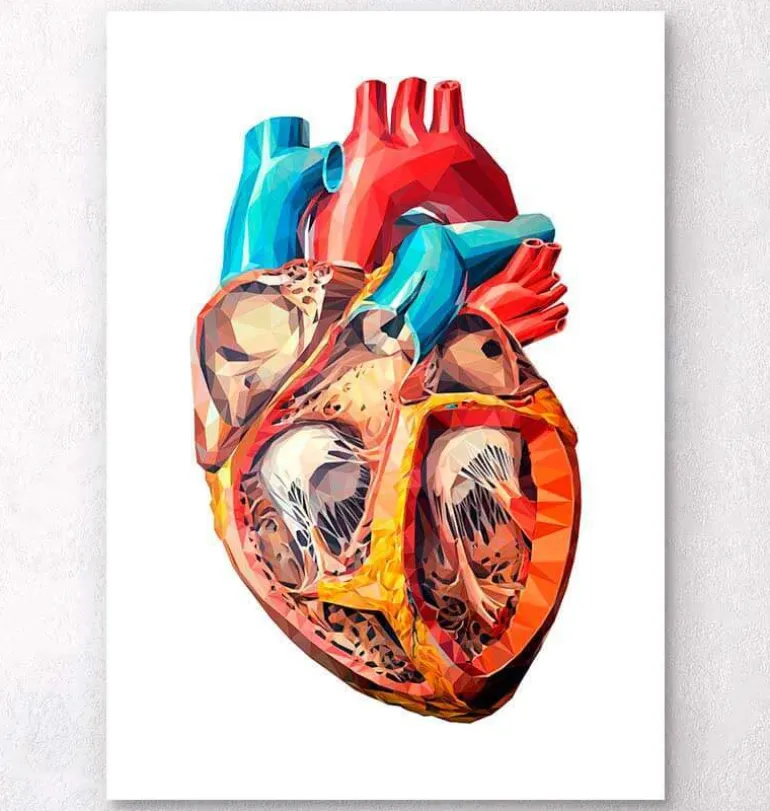 Anatomie géométrique cardiaque