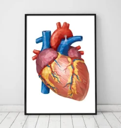 Anatomie géométrique cardiaque II