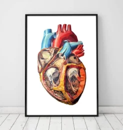 Anatomie géométrique cardiaque