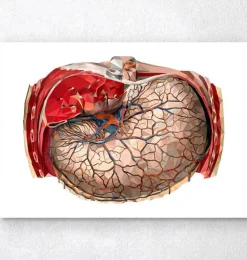 Anatomie géométrique de l'estomac