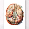 Anatomie géométrique du cerveau II