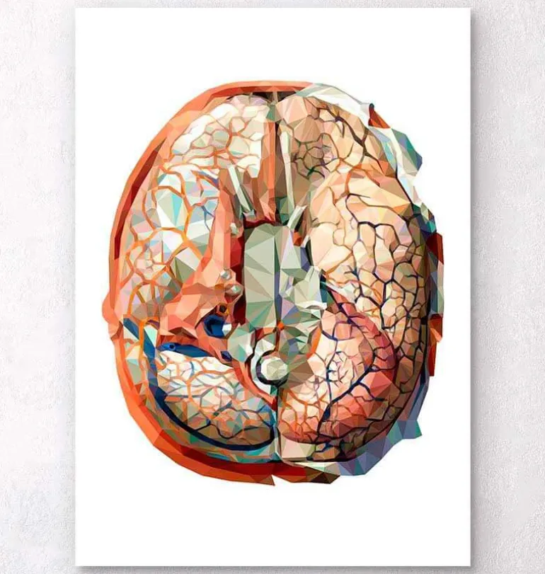 Anatomie géométrique du cerveau II