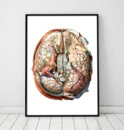 Anatomie géométrique du cerveau II