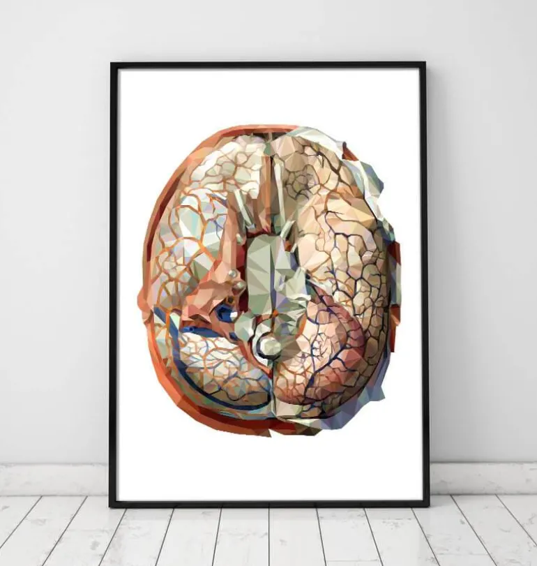 Anatomie géométrique du cerveau II