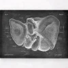 Anatomie hépatique - Chalkboard
