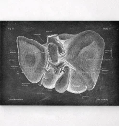 Anatomie hépatique - Chalkboard