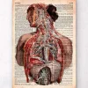 Anatomie humaine - Dictionnaire