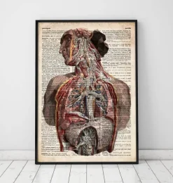 Anatomie humaine - Dictionnaire