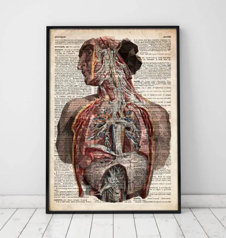 Anatomie humaine - Dictionnaire