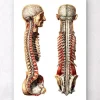 Anatomie humaine géométrique III
