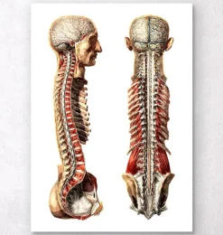 Anatomie humaine géométrique III