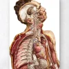 Anatomie humaine géométrique II