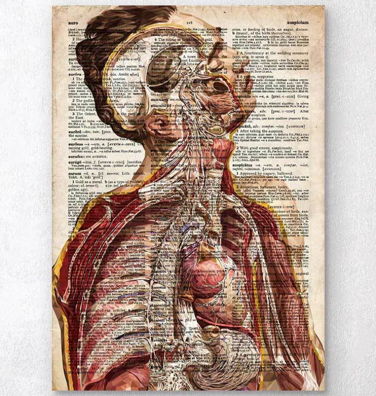 Anatomie humaine géométrique II - Ancien dictionnaire