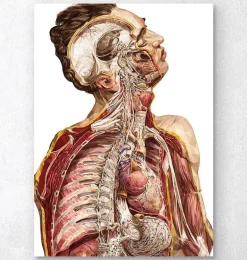 Anatomie humaine géométrique II