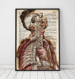Anatomie humaine géométrique II - Ancien dictionnaire