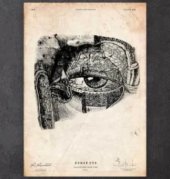 Anatomie oculaire