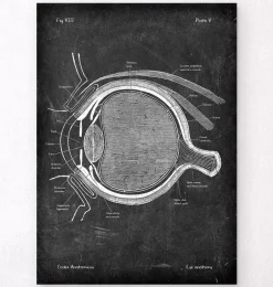 Anatomie oculaire - Chalkboard