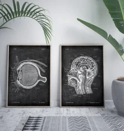 Anatomie oculaire - Chalkboard