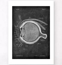 Anatomie oculaire - Chalkboard